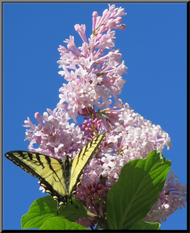 swallowtail butterfly on lilac bloom.JPG