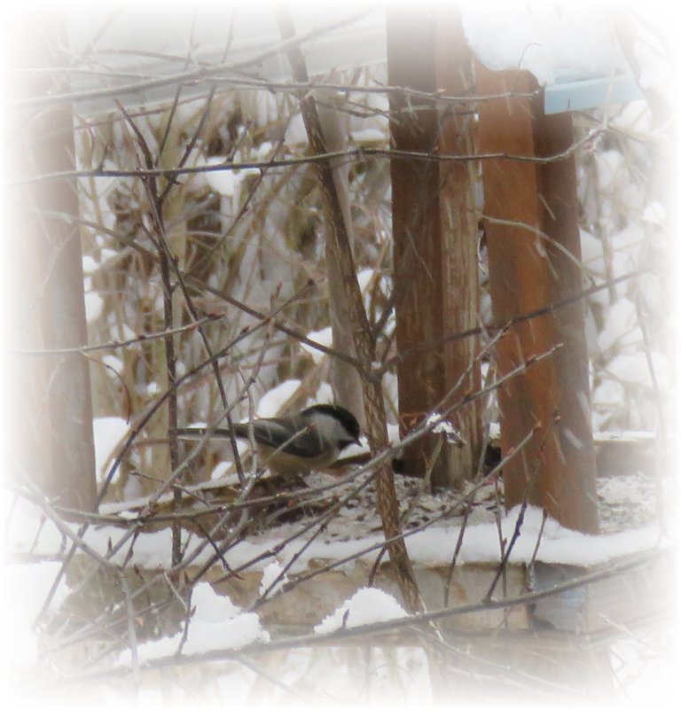 chickadee on snowy bird feeder.JPG