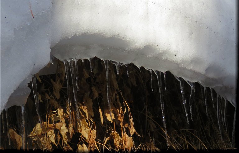 curve of ice melting off the roof above vines icicles.JPG