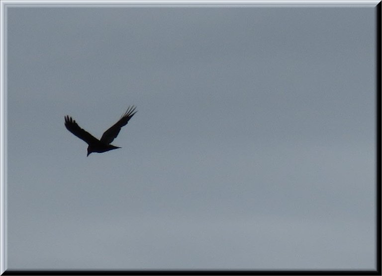 raven flying in the grey sky.JPG