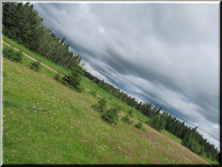 horizontal view wildflowers in the meadow with young spruce dark clouds above.JPG