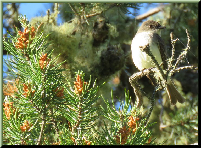 close up Phoebe in pine tree.JPG