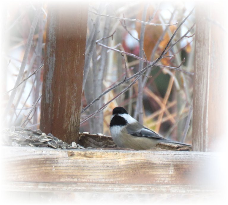 chickadee at feeder with pile of seeds.JPG