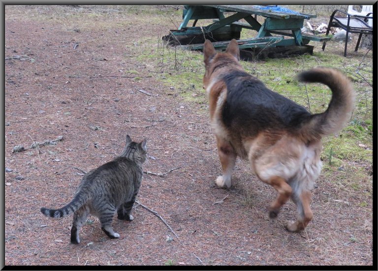 JJ and bruno Heading out for walk side by side.JPG