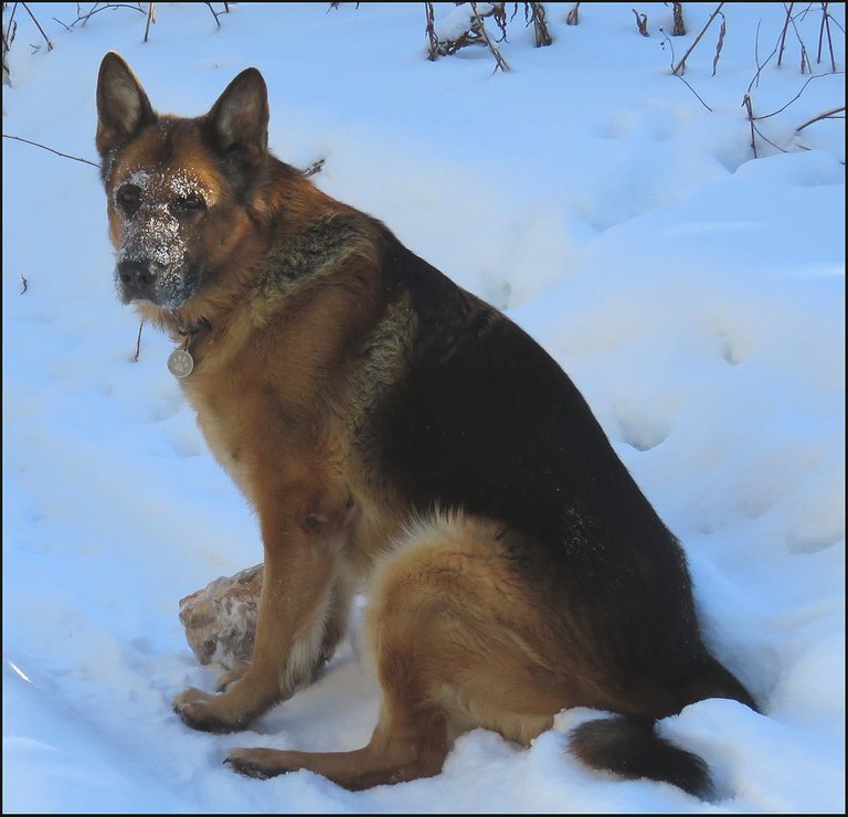 snowy faced Bruno sitting in snowbank.JPG