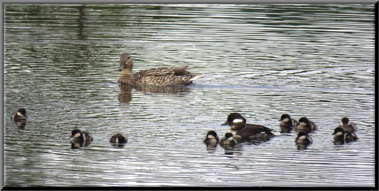 Momma Bufflehead duck and 10 ducklings female mallard swims by.JPG