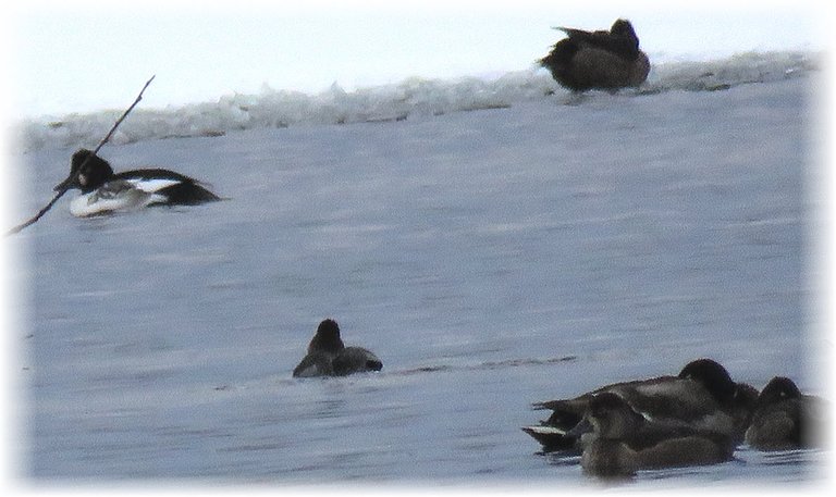 different black and white duck swimming in icy water by other ducks.JPG