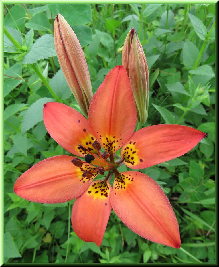 close up tigerlily with 2 buds.JPG