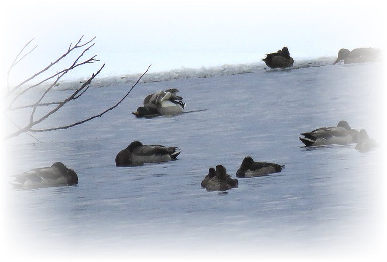 ducks on icy water 1 doing a funny stretch.JPG