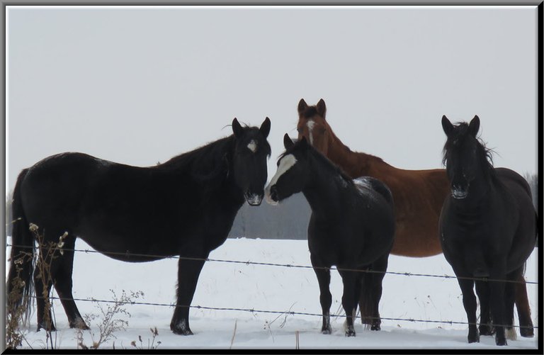 Jeremys 4 horses in snow by fence.JPG