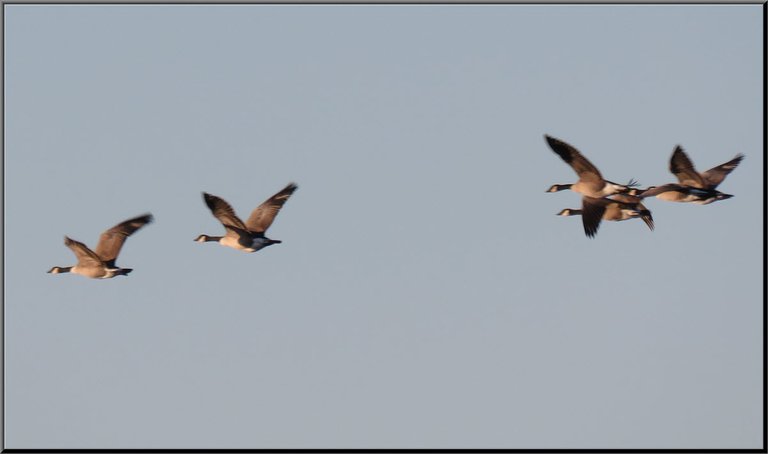 close up Canada Geese in flight colored by the setting sun.JPG
