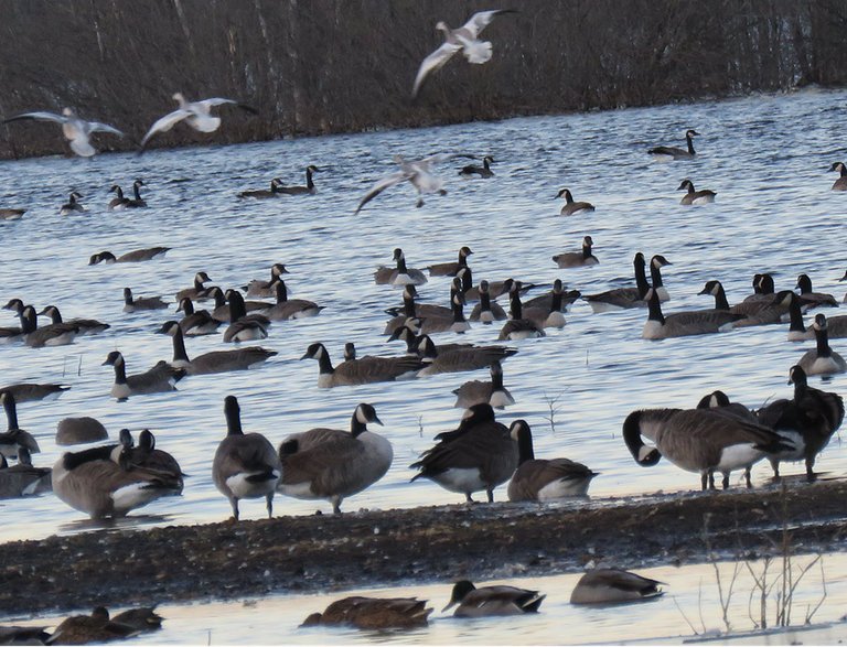 4 lighter colored geese coming to land among Canada geese.JPG