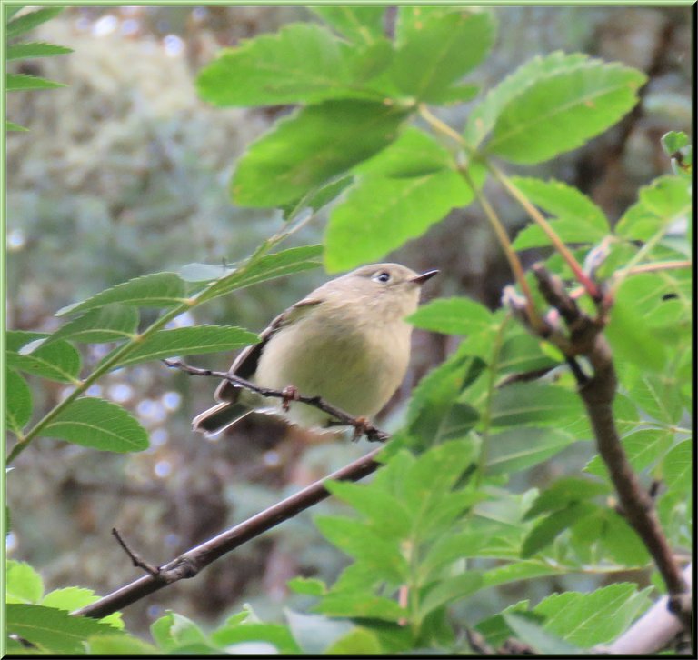 close up warbler on branch.JPG