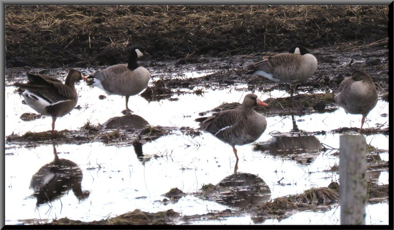 2 Canada Geese and 3 speckle belly geese resting one one leg.JPG