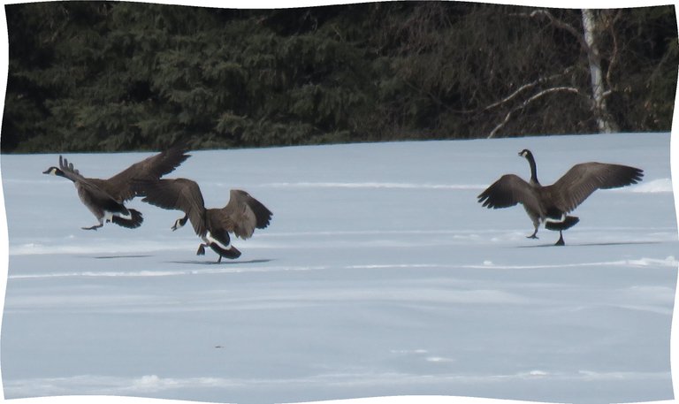 3 geese wings wide open landing on snow.JPG