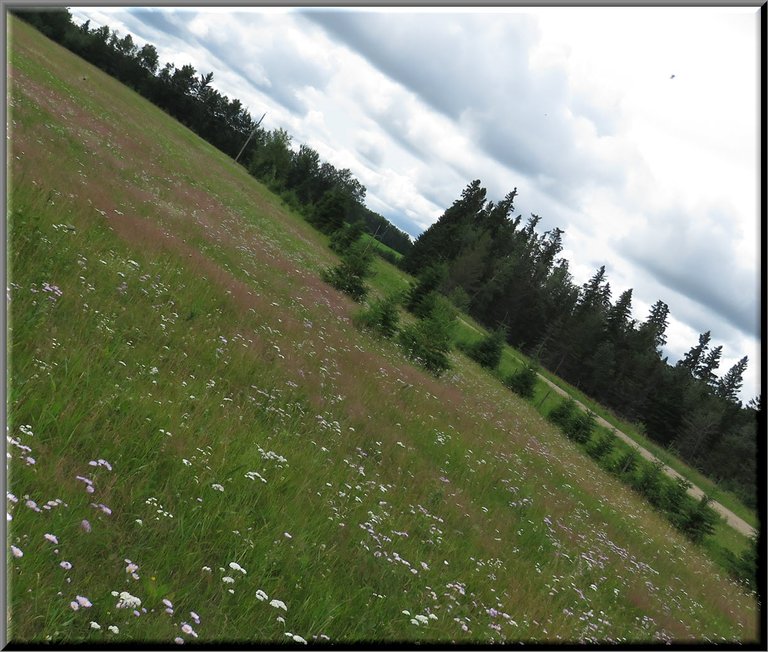 wildflowers in field with young spruce trees on horizontal horizon.JPG