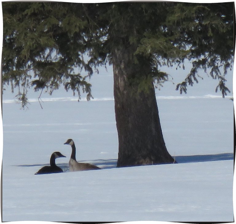 pair of geese in snow in dip under pine tree male standing over female.JPG