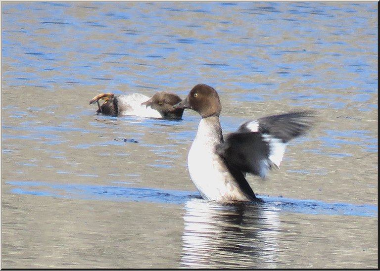 2 brown headed ducks 1 grooming belly 1 stretching wings.JPG