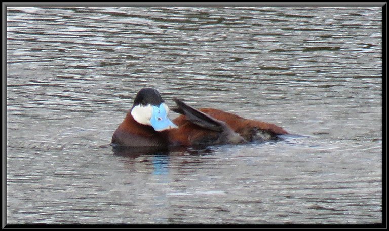 close up ruddy duck scratching his head with foot.JPG