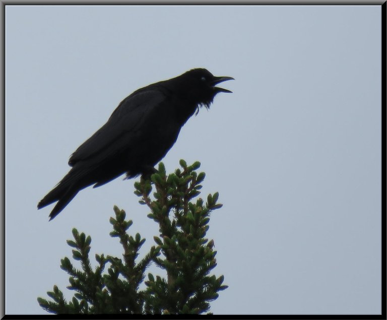 close up raven cawing on tree top.JPG