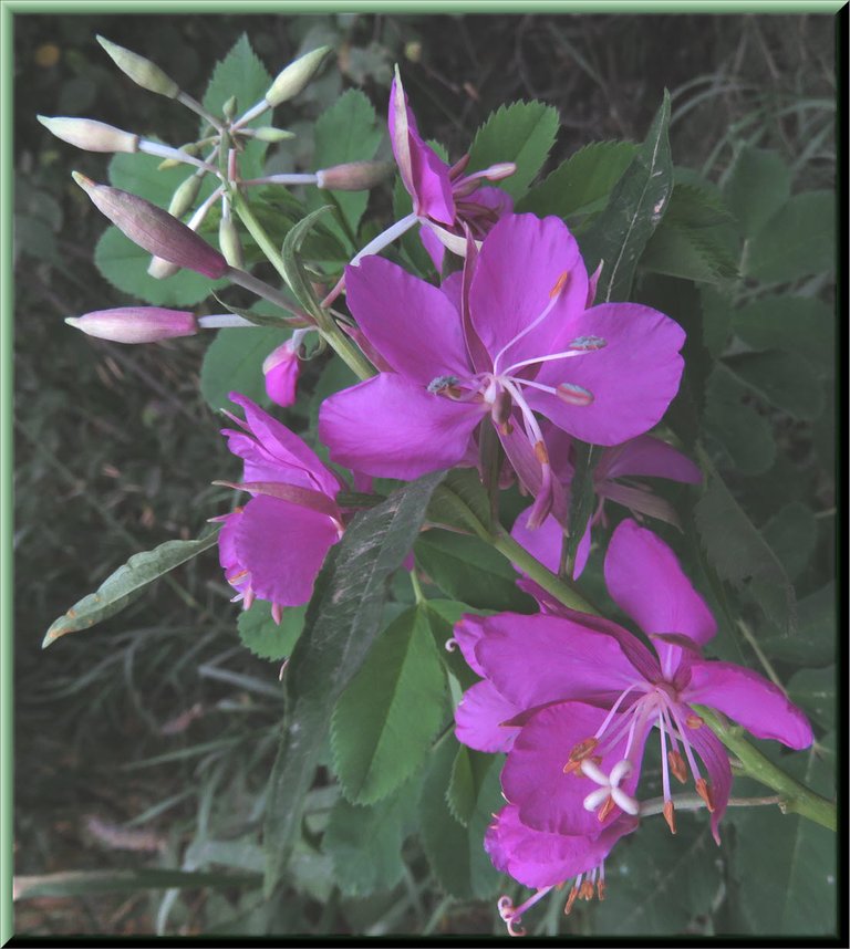 close up flower of fireweed.JPG