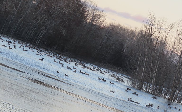 area of pond full of Canada Geese.JPG
