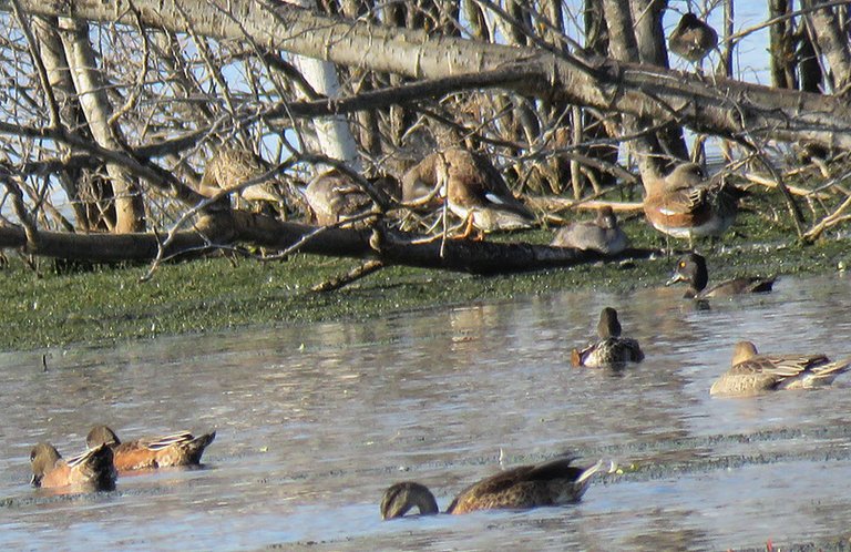 ducks resting on logs pairs of ducks blackheaded duck with orange colored eyes.JPG