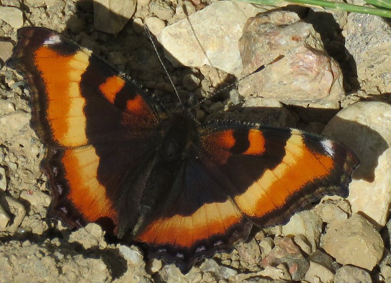 close up Milberts tortoiseshell Butterfly.JPG