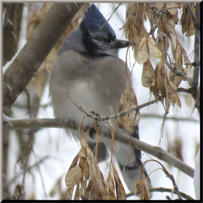 close up bluejay looking sideways on maple branch in the snow.JPG
