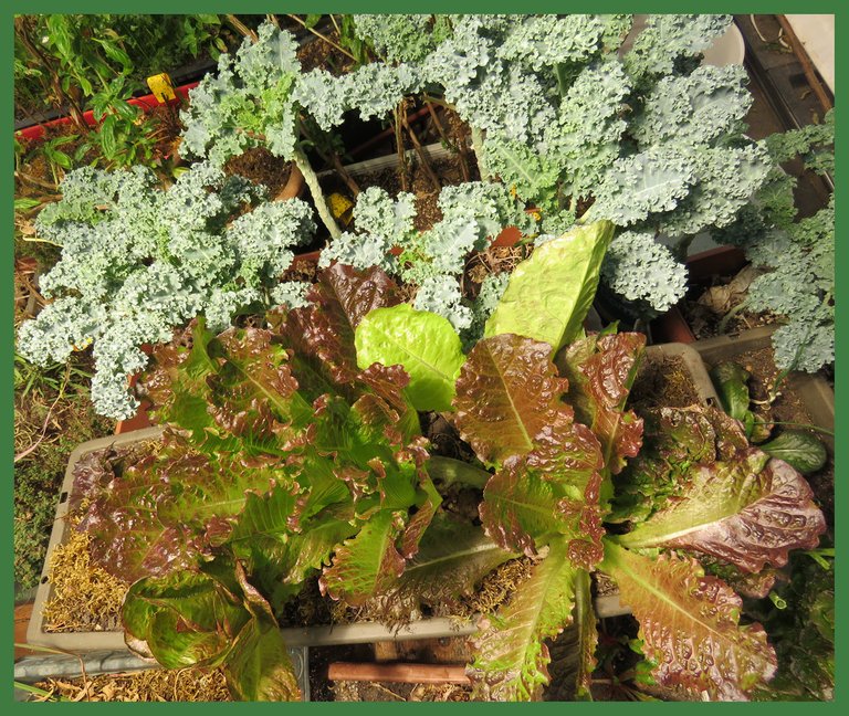 close up of lettuce and kale.JPG