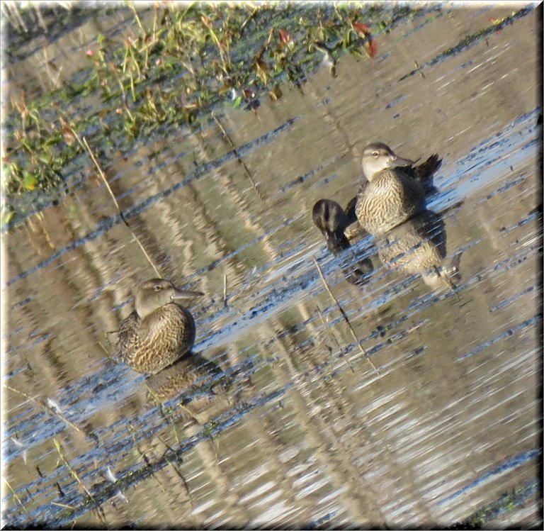 3 possibly teal ducks 2 standing in shallow water 1 swimming.JPG