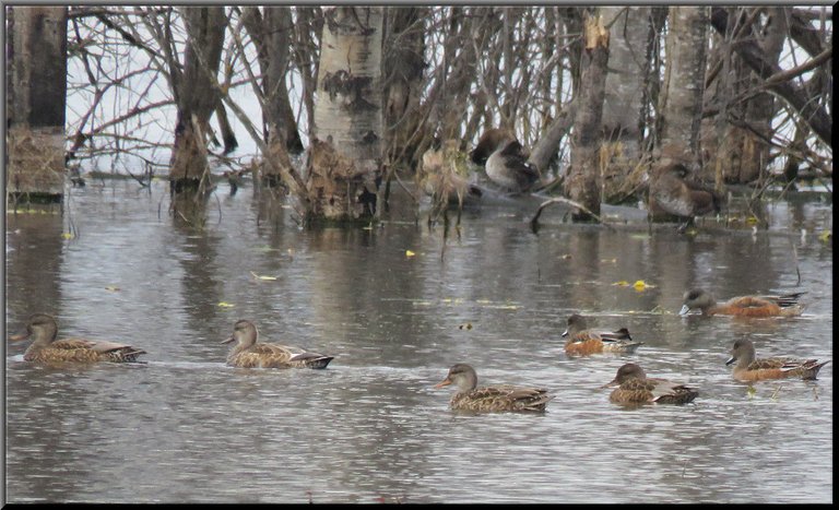 family of gadwell ducks swimming among poplar tree trunks.JPG