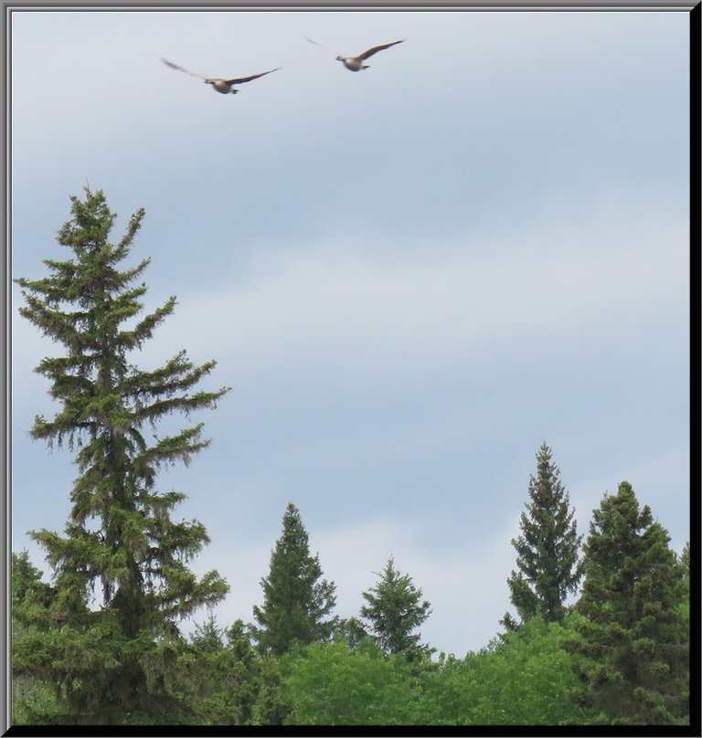 pair of geese flying orver the tree tops.JPG