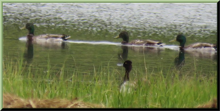 3 male mallard ducks swimming golden eye watching from shore.JPG
