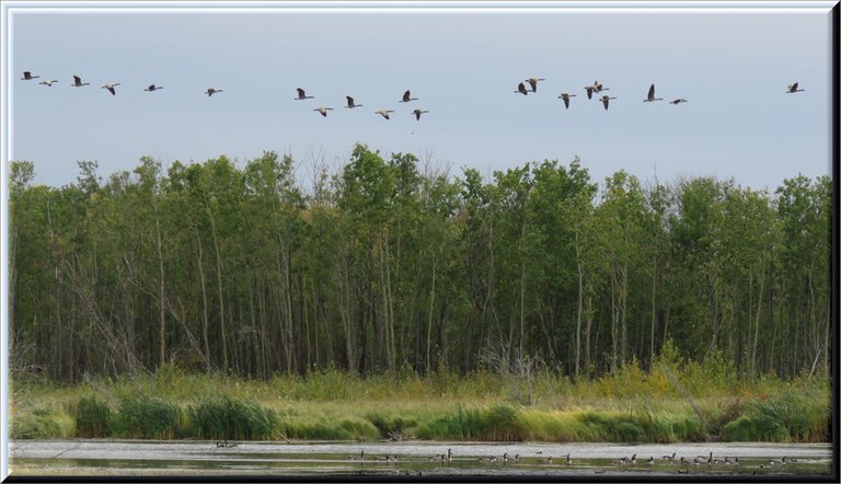 line of geese flying above geese on pond.JPG