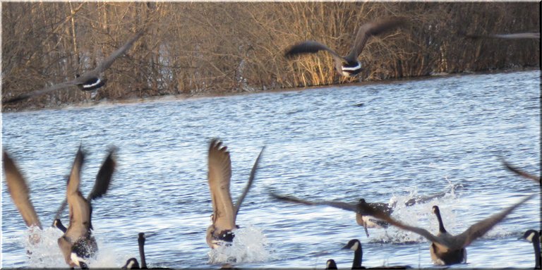 close up geese landing on pond 5 splashing on water.JPG