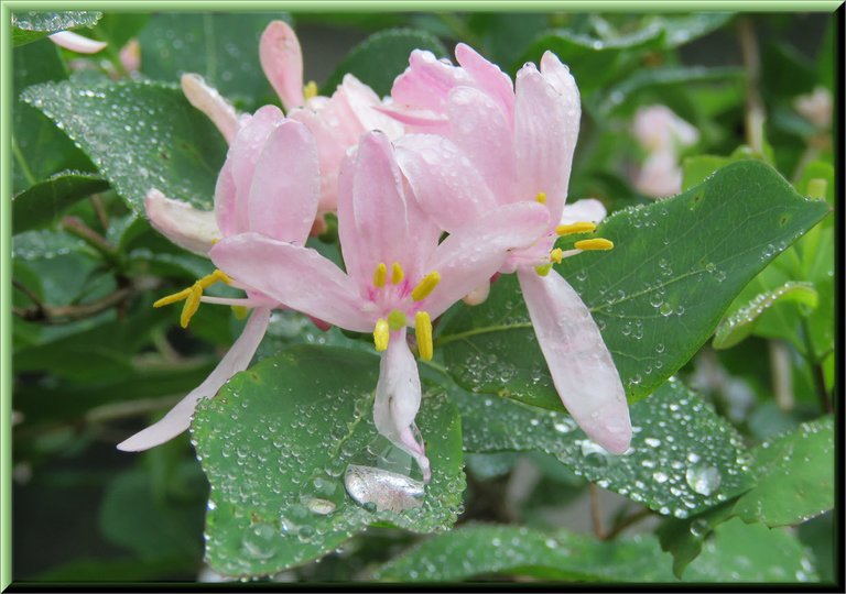 close up honeysuckle blooms with raindrops on leaves.JPG