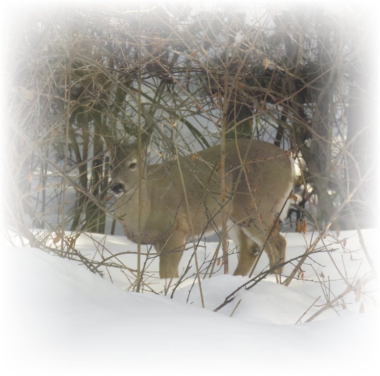 good side view young whitetail deer in deep snow.JPG