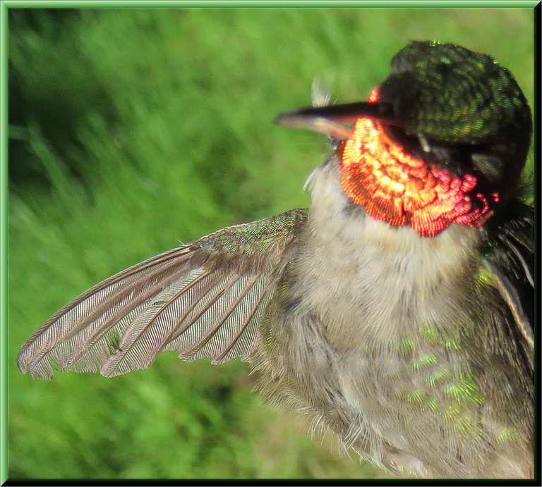 ruby throated hummingbird showing shiny red orange throat.JPG
