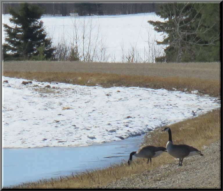 close up pair of geese by puddle at edge of road.JPG