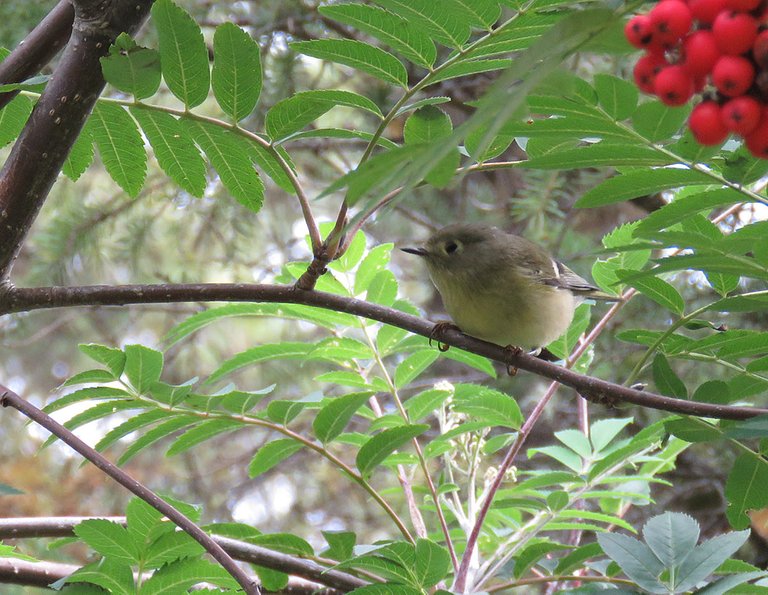 close up warbler in mountain ash by berries.JPG