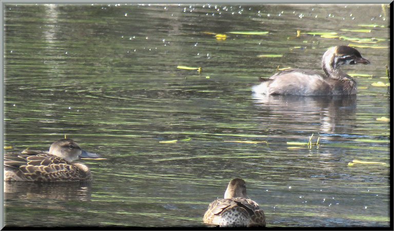 close up juvenile grebe showing striped head swimming with 2 teal ducklings.JPG