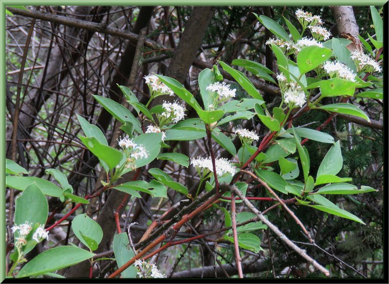 close up branch of red osier dogwood in bloom.JPG