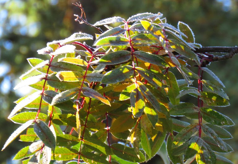 close up bunch of mountain ash leaves colored and highlighted with frost.JPG