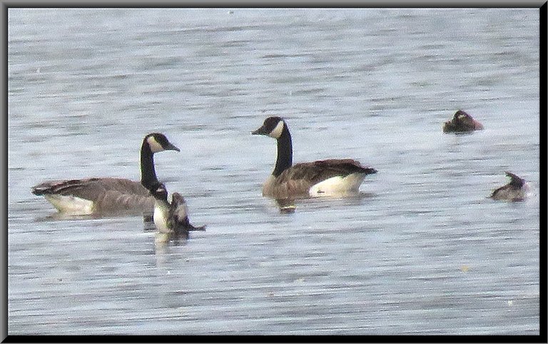 2 Canada Geese 1 bufflehead duck stretching wings.JPG
