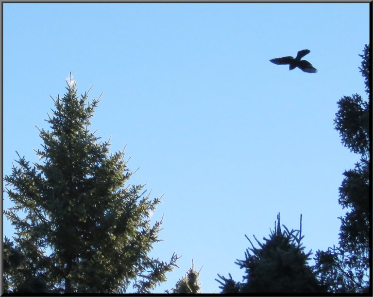 bird silhouette flying above the spuce trees on has highlighted spiderwebs.JPG