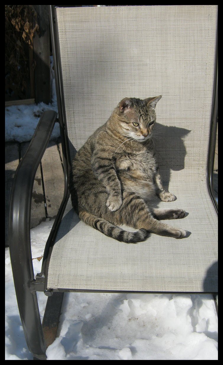 JJ sitting on chair pausing after licking belly propped up big belly showing.JPG