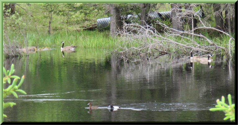 2 families of geese protecting goslings pair of golen eye ducks swimming by.JPG