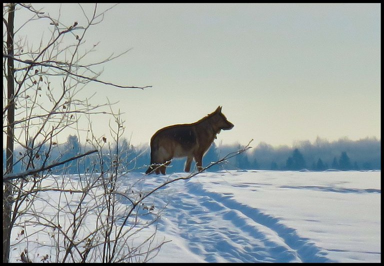 side view Bruno standing on hilltop.JPG