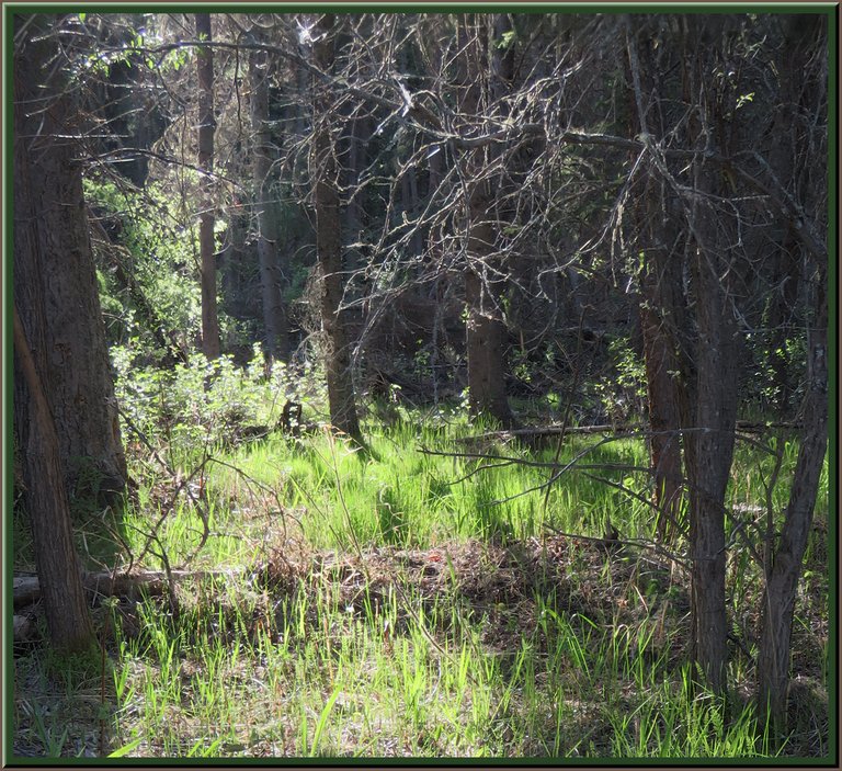 sunlight shining through grassy opening in the forest.JPG